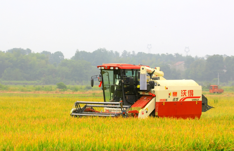 早稻收割忙，農(nóng)機(jī)來(lái)助力。常德市鼎城區(qū)融媒體中心供圖